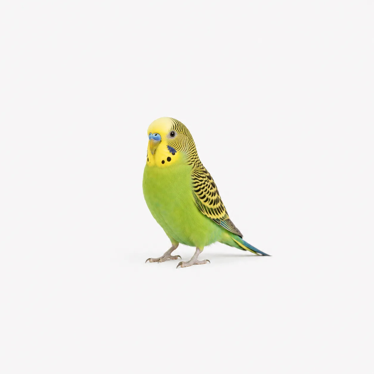 VÖGEL